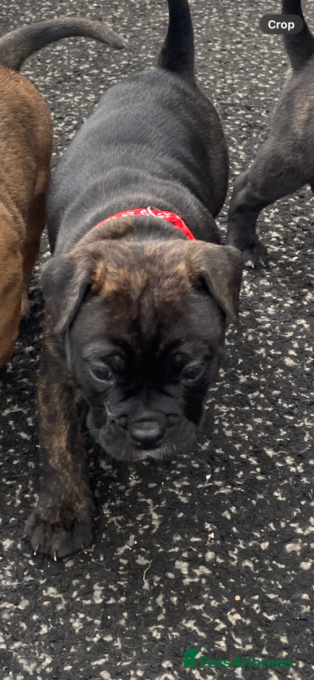 Mixed Breed dogs for sale: Old tyme bulldog in Shotts - Image 9
