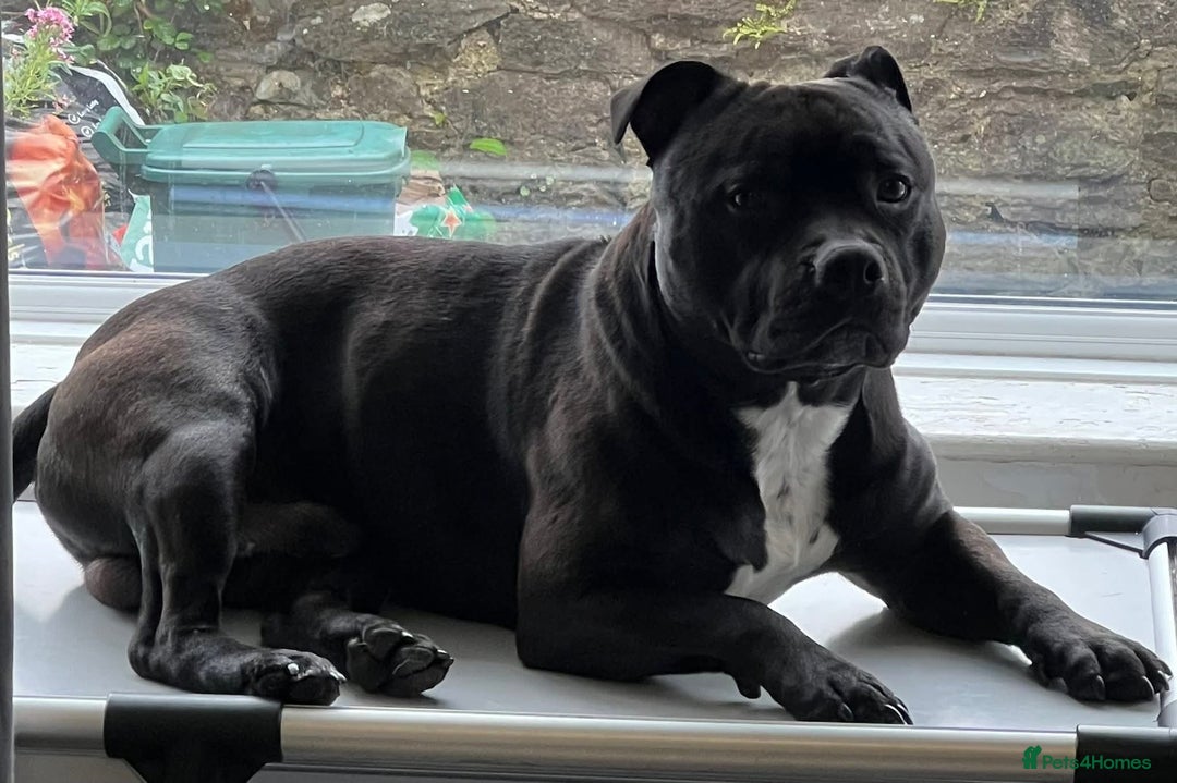 Staffordshire Bull Terrier dogs for stud: Staffordshire Bull Terrier  - Image 5