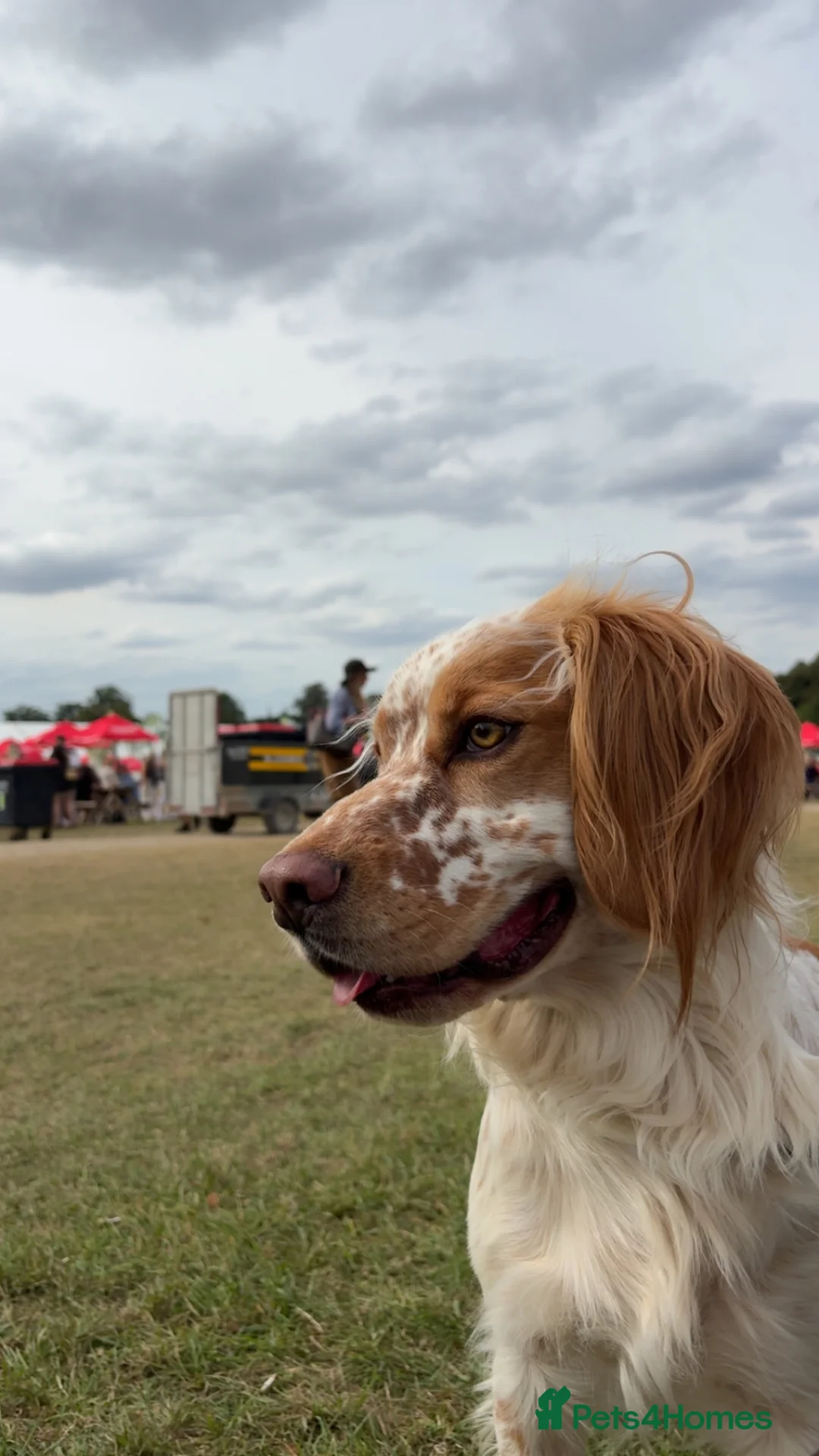 Cocker Spaniel dogs for stud: KC registered working cocker spaniel for STUD in Haverhill - Advert 2