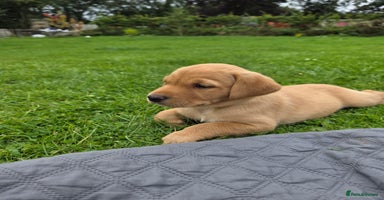 Labrador Retriever dogs - Advert 2