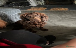 Cocker Spaniel dogs for stud: KC DNA CLEAR PROVEN STUD - Image 6