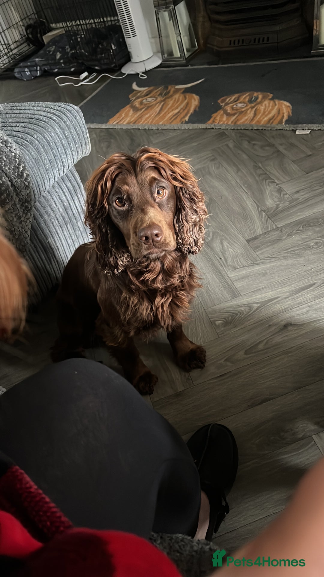 Cocker Spaniel dogs for stud: KC DNA CLEAR PROVEN STUD - Image 6