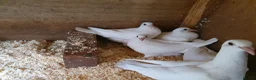 Pigeons birds for sale: Pure White Racing Pigeons  - Advert 2