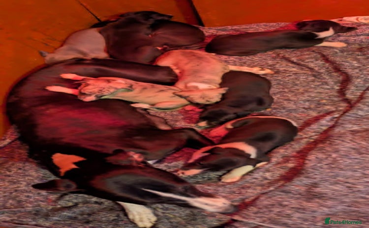Whippet dogs - Advert 2