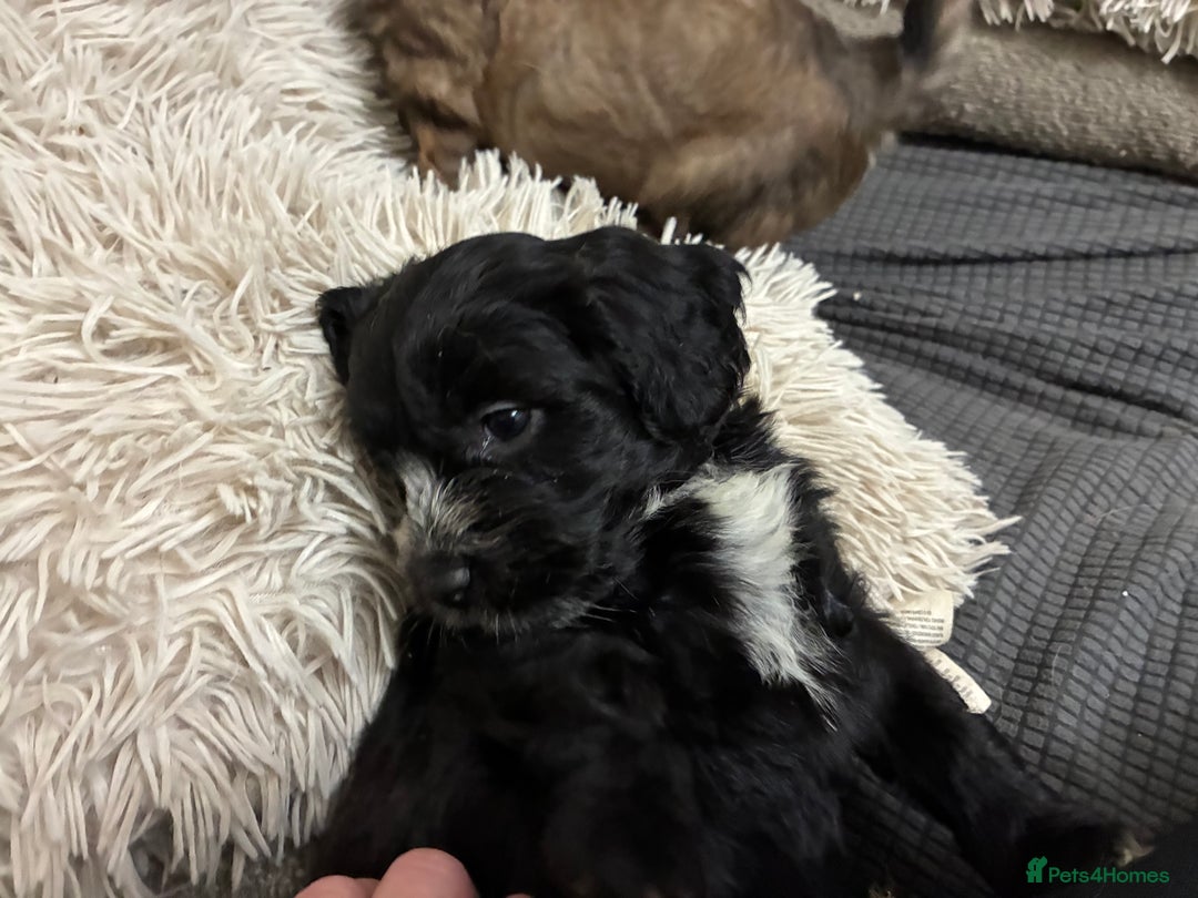 Mixed Breed dogs for sale: 6 Stunning Cock-a-chon puppies  - Advert 30