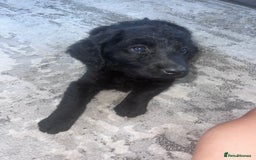 Labradoodle dogs for sale: Miniasture f1 merel labradoodle - Image 4