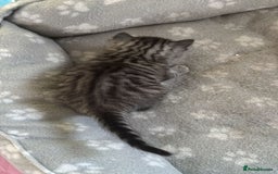 Bengal cats for sale: 4 tabby kittens ready from 20th September  - Image 9