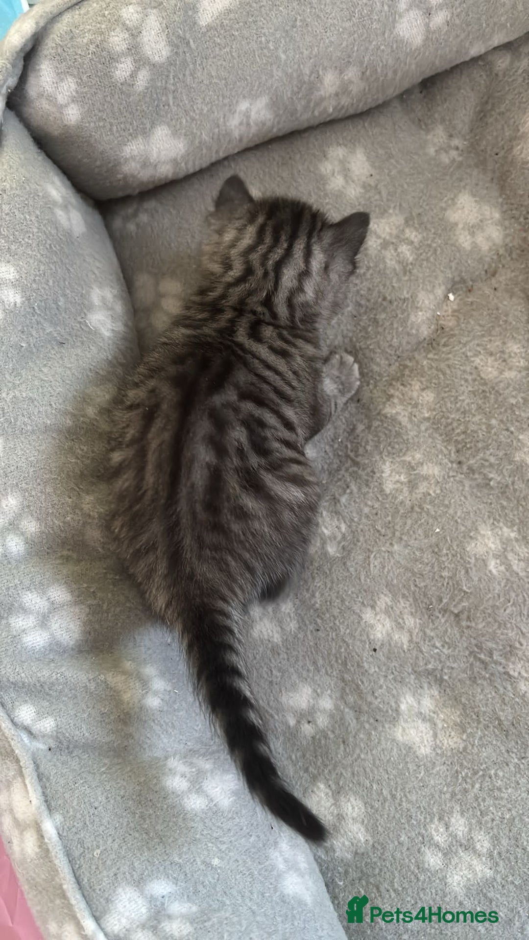 Bengal cats for sale: 4 tabby kittens ready from 20th September  - Image 9