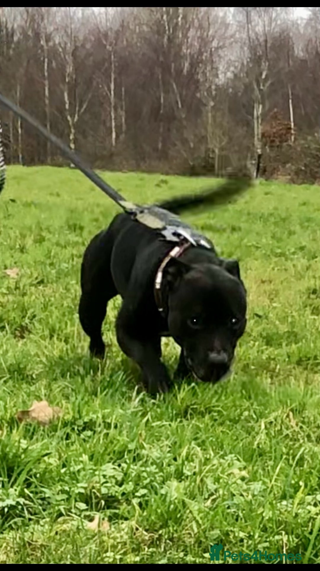 Staffordshire Bull Terrier dogs for stud: Quality STUD carries blue, red and tri gene  - Advert 6