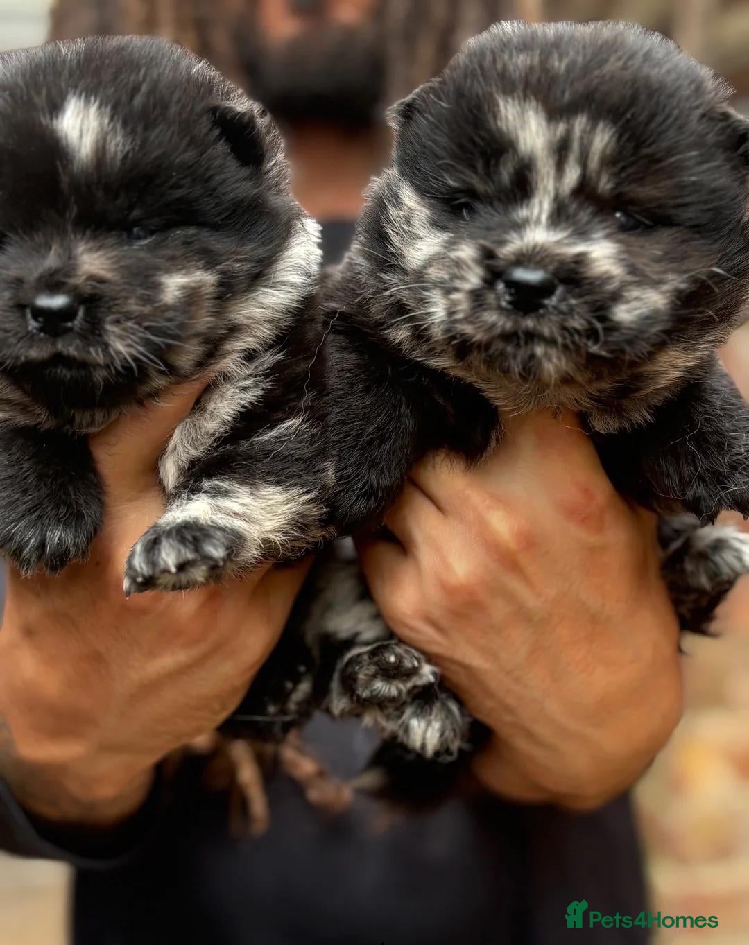 Chow Chow dogs for sale: Rare Little Sweethearts  - Advert 9