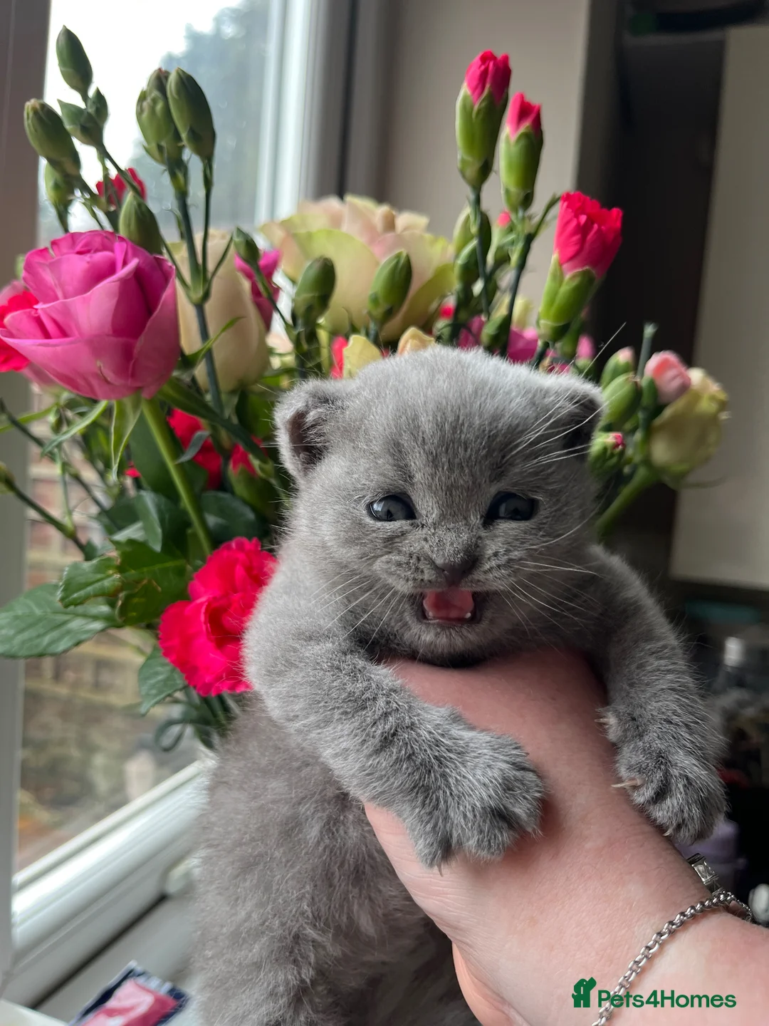 British Shorthair cats for sale: Blue British short hair boy kitten GCCF registered - Advert 1