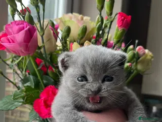 British Shorthair cats Blue British short hair boy kitten GCCF registered - Advert 1