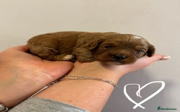 Cavapoo dogs for sale: Extensively Health tested cavapoos  - Image 5