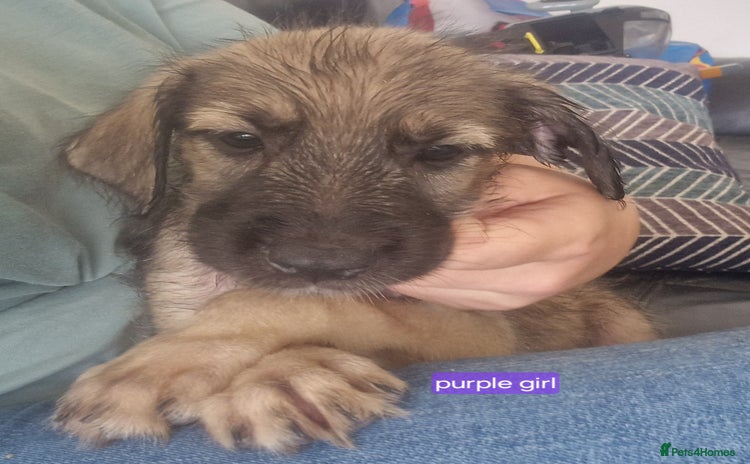 Mixed Breed dogs - Advert 1