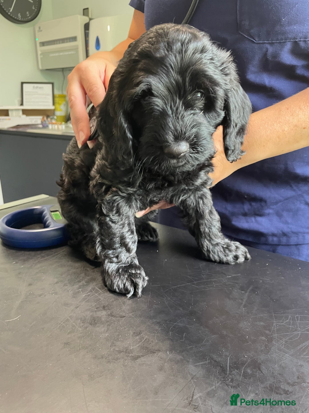 Sproodle dogs for sale: 1 Gorgeous F2 Sproodle Girl FULLY Vaccinated - Image 1