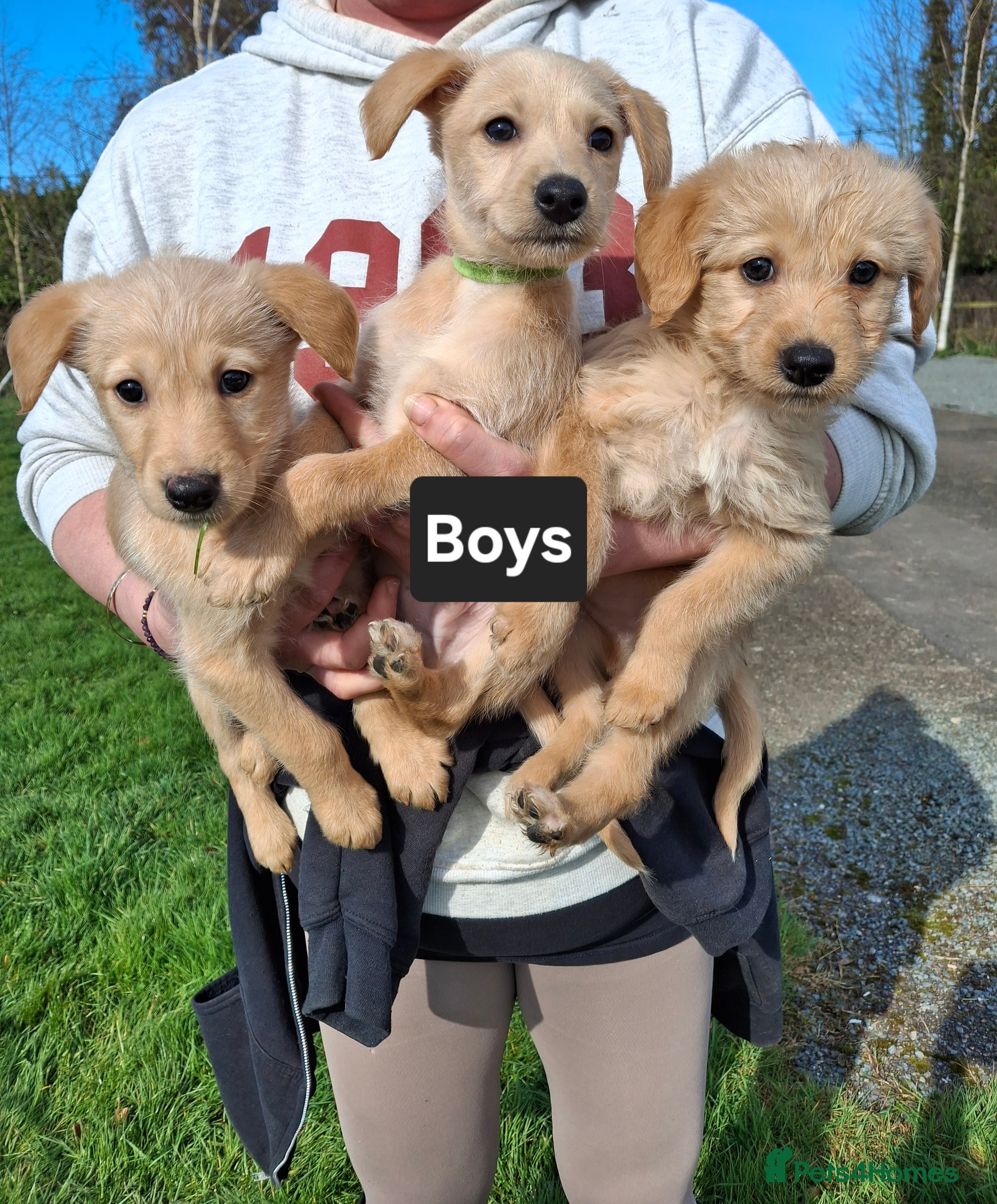 Mixed Breed dogs Miniature labradoodle X Whippet Puppies - Advert 4