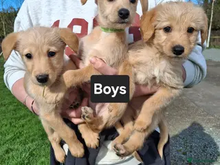 Mixed Breed dogs Miniature labradoodle X Whippet Puppies - Advert 5