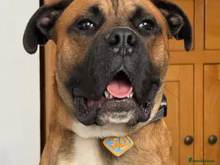 Mixed Breed dogs Active and Loving Boy Needing Loving Home - Advert 1