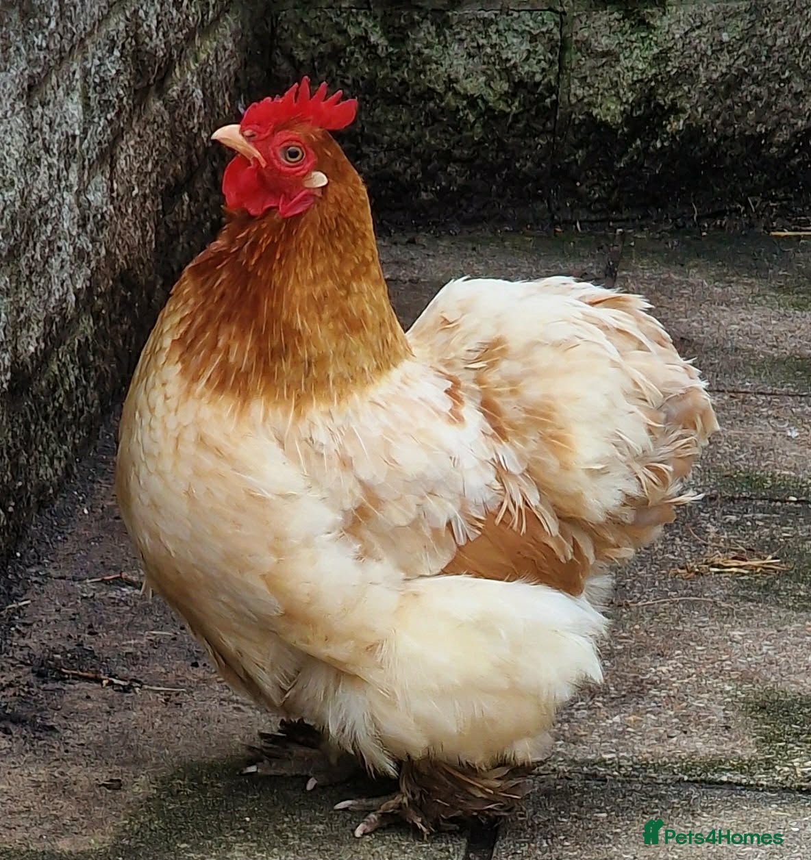 Chickens poultry for sale: Pekin bantam in Poole - Advert 2
