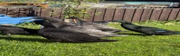 Ducks poultry for sale: Runner cross Cayuga ducks - Advert 1