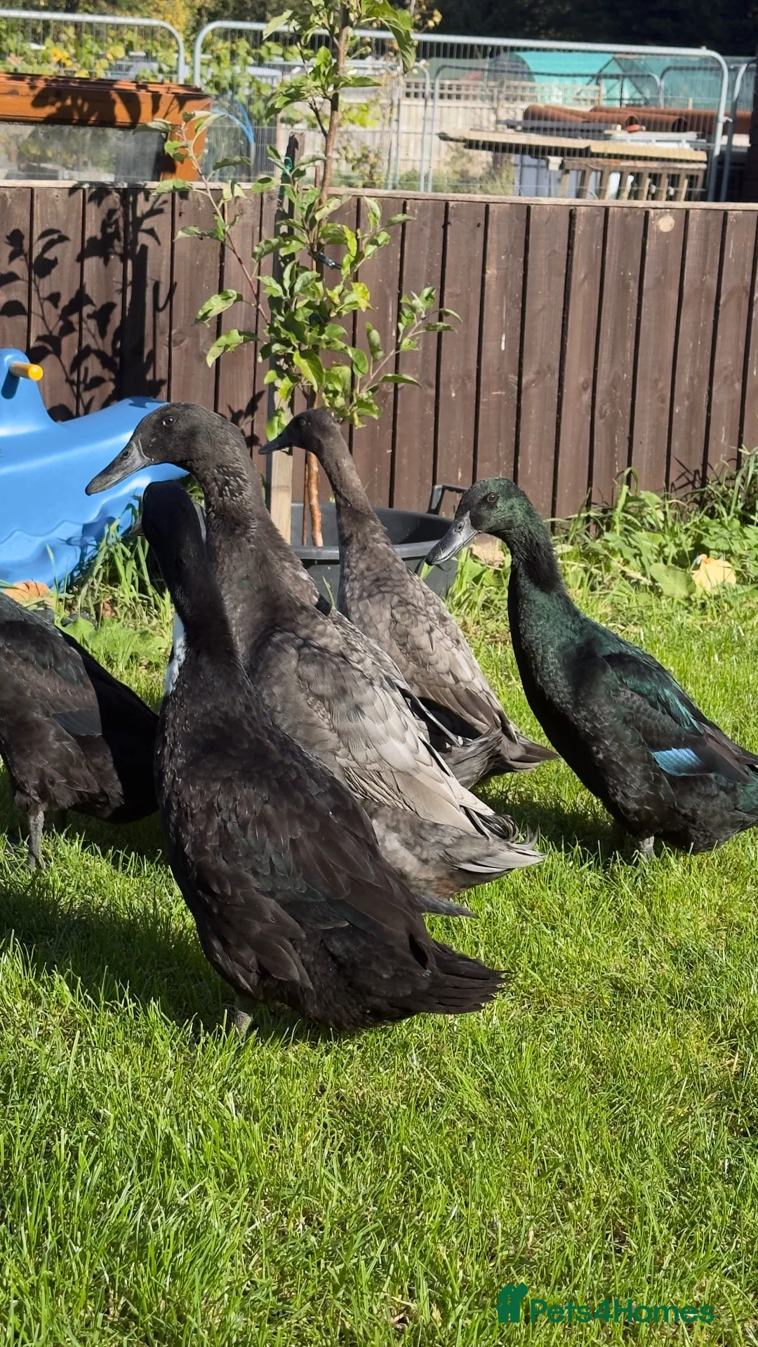 Ducks poultry for sale: Runner cross Cayuga ducks - Advert 1