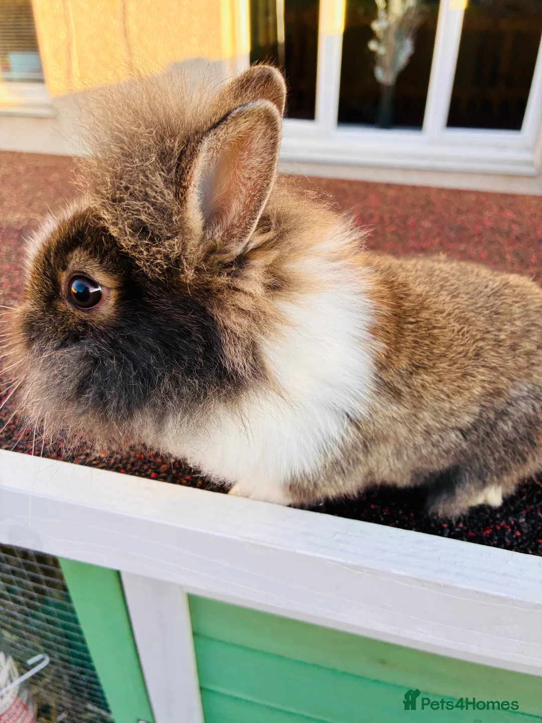 Lionhead rabbits for sale: Male lion head for sale! - Advert 3