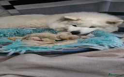 Samoyed dogs for sale: Juz są !!  we accept a reservation now  - Image 7