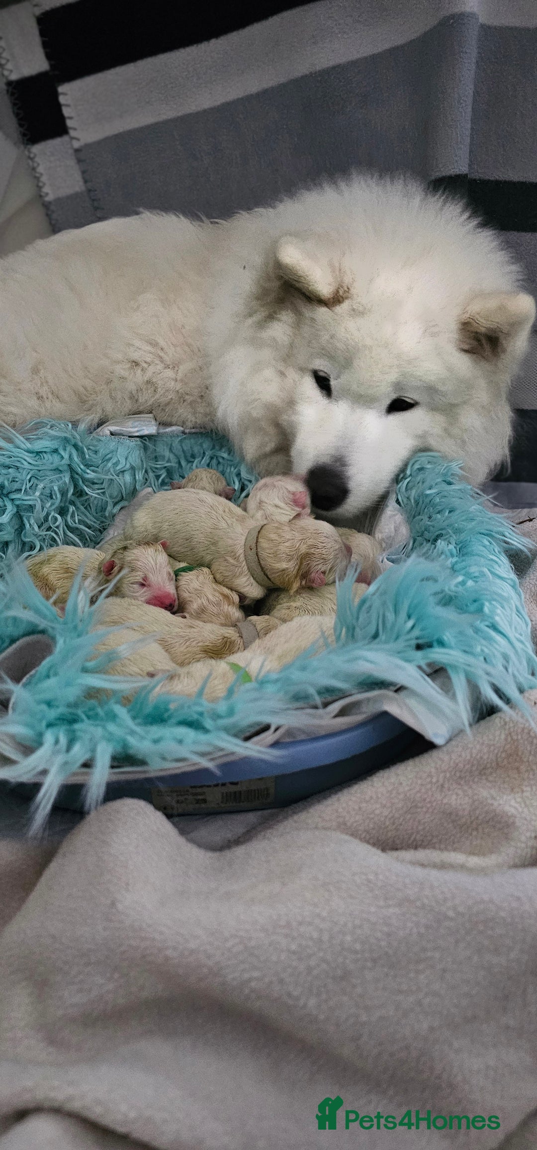 Samoyed dogs for sale: Juz są !!  we accept a reservation now  - Image 7
