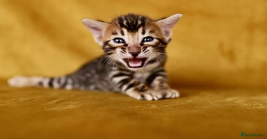 Bengal cats - Advert 9