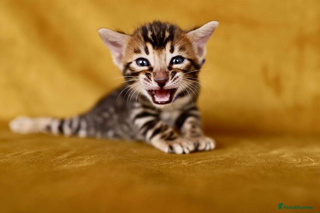 Bengal cats for sale: 6 stunning Bengal kittens, possibly our best yet! - Image 3
