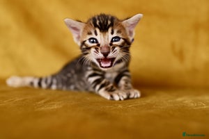 Bengal cats - Advert 9