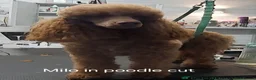 Miniature Poodle dogs for stud: Red Miniature poodle for STUD - Advert 8