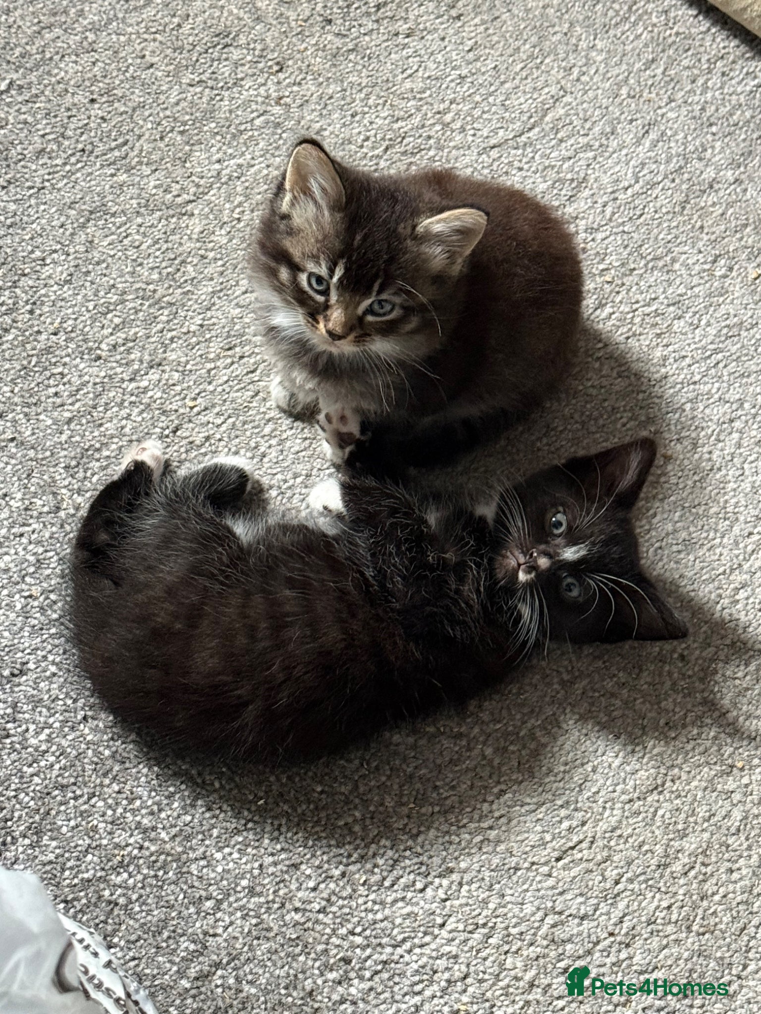 Mixed Breed cats 3kittens for sale mixed sex  - Advert 1