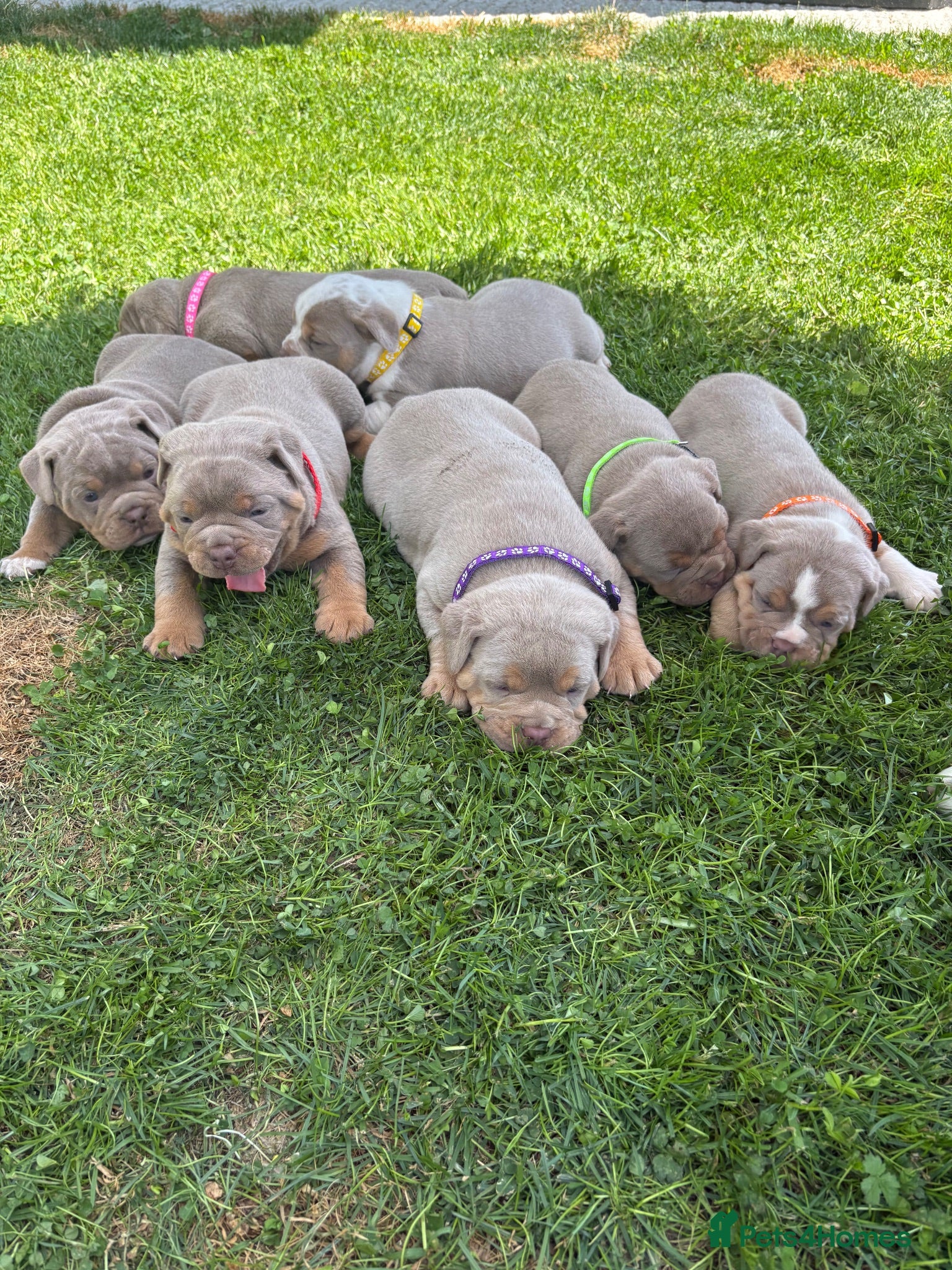 Olde English Bulldogge dogs  Olde English Bulldog Puppies L - Advert 3