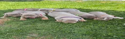 Olde English Bulldogge dogs for sale:  Olde English Bulldog Puppies L - Advert 30