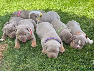 Olde English Bulldogge dogs Olde English Bulldog Puppies L - Advert 3