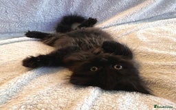 Siberian cats for sale: ❤️ 5 super friendly Siberian mix kittens ❤️ - Image 14