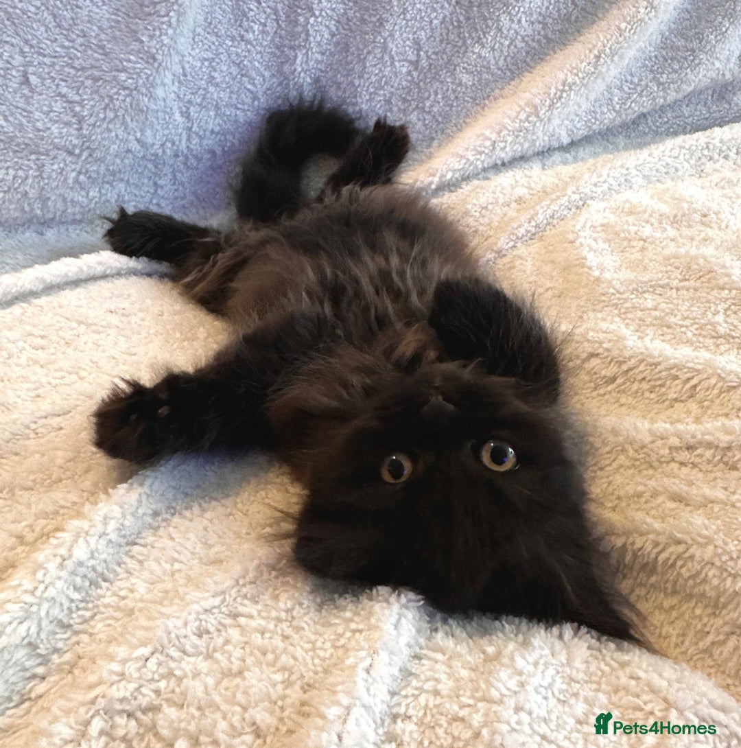 Siberian cats for sale: ❤️ 5 super friendly Siberian mix kittens ❤️ - Image 14