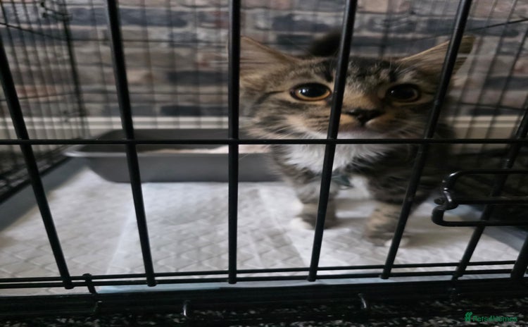 Domestic Shorthair cats - Advert 1