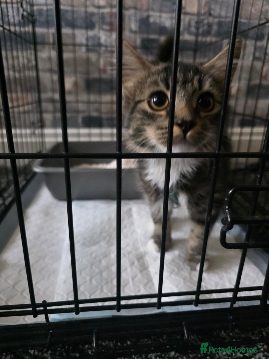Domestic Shorthair cats for sale: Domestic Medium Hair Cats - Image 1