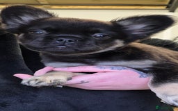 French Bulldog dogs for sale: Fluffy frenchie for sale  - Image 4