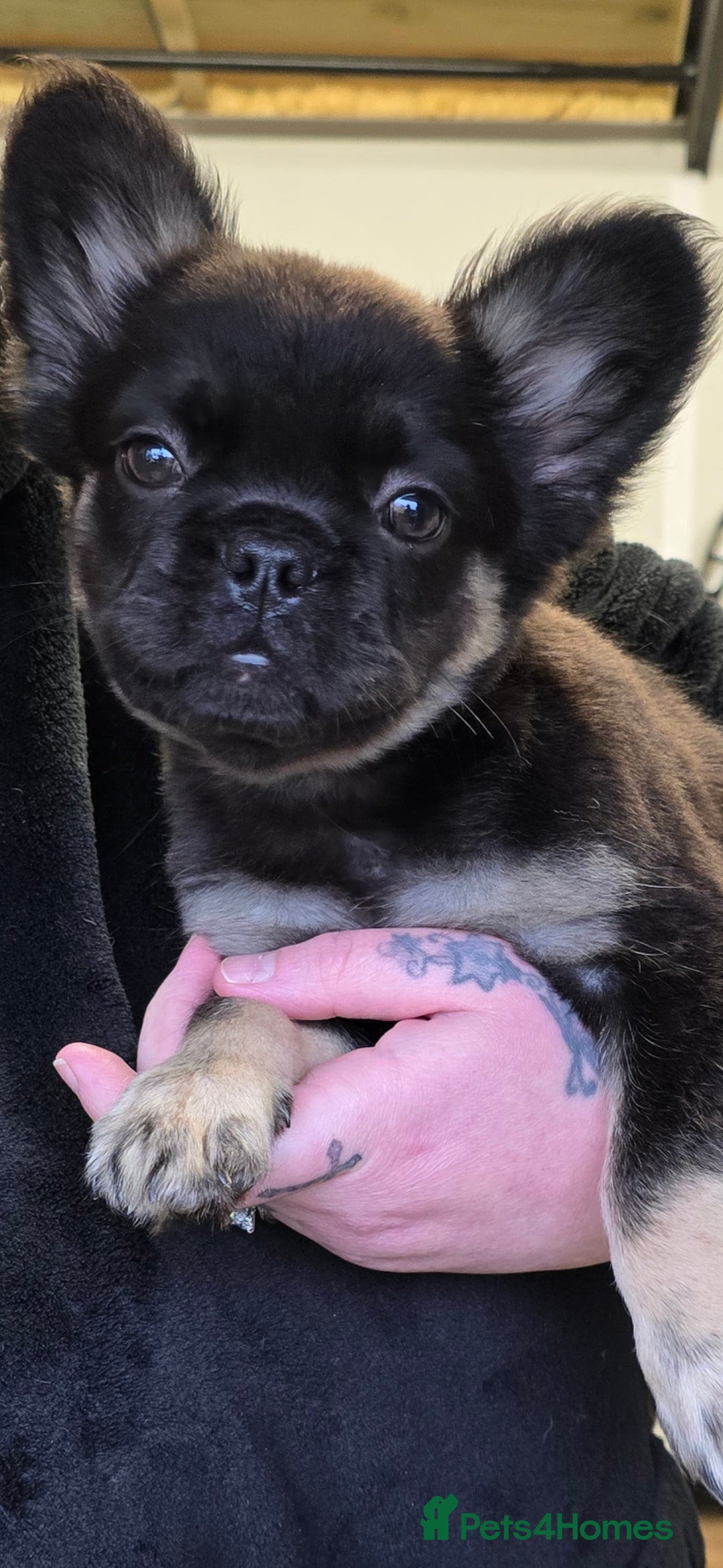 French Bulldog dogs for sale: Fluffy frenchie for sale  - Image 4