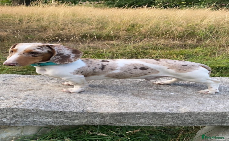 Miniature Dachshund dogs - Advert 1