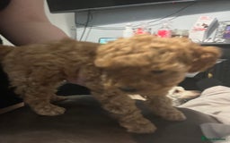 Toy Poodle dogs for sale:  Toy poodle apricot male  - Advert 2