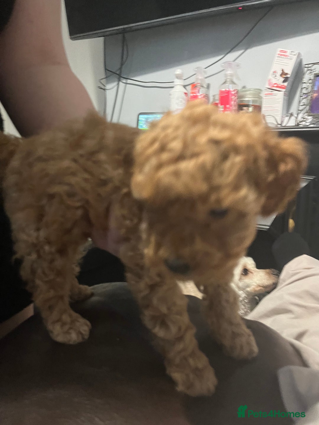 Toy Poodle dogs for sale:  Toy poodle apricot male  - Advert 2