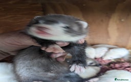 Ferret rodents for sale: Ferrets  - Image 5
