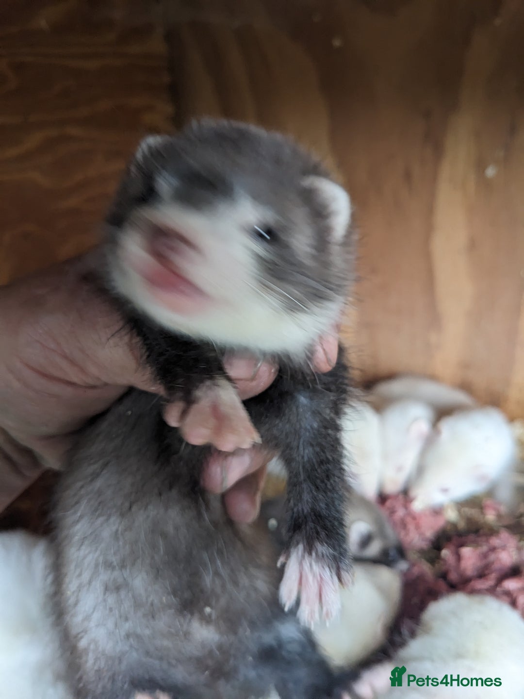 Ferret rodents for sale: Ferrets  - Image 5