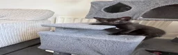 Mixed Breed cats for sale: Kittens  in Bristol - Advert 2