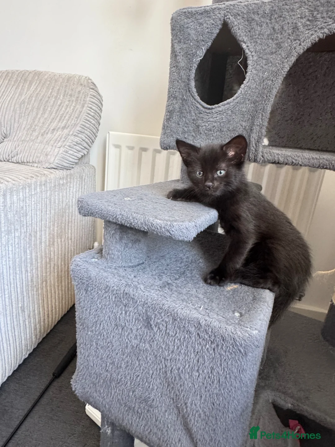 Mixed Breed cats for sale: Kittens  in Bristol - Advert 2