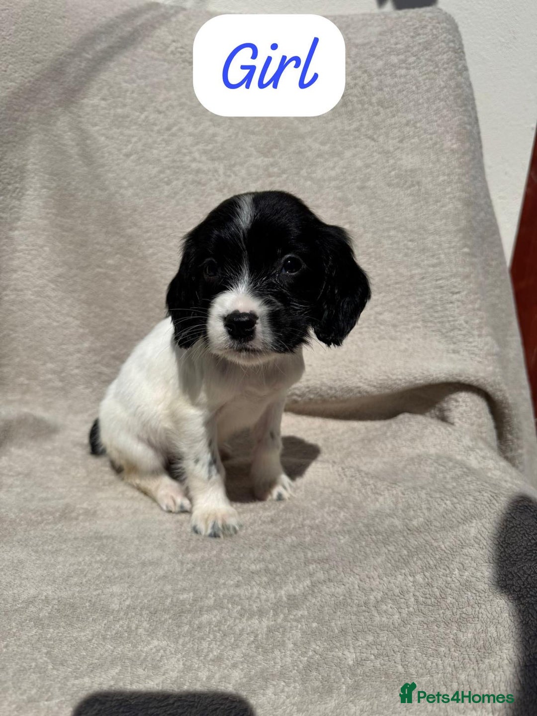 Sprocker dogs for sale: 7 Sprocker puppies  - Advert 14